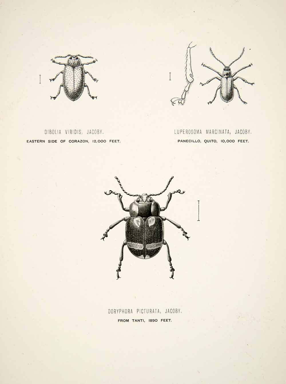 1891 Wood Engraving Jacoby Edward Whymper Entomology Three Beetle Species XGZA1