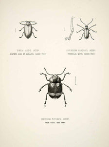 1891 Wood Engraving Jacoby Edward Whymper Entomology Three Beetle Species XGZA1