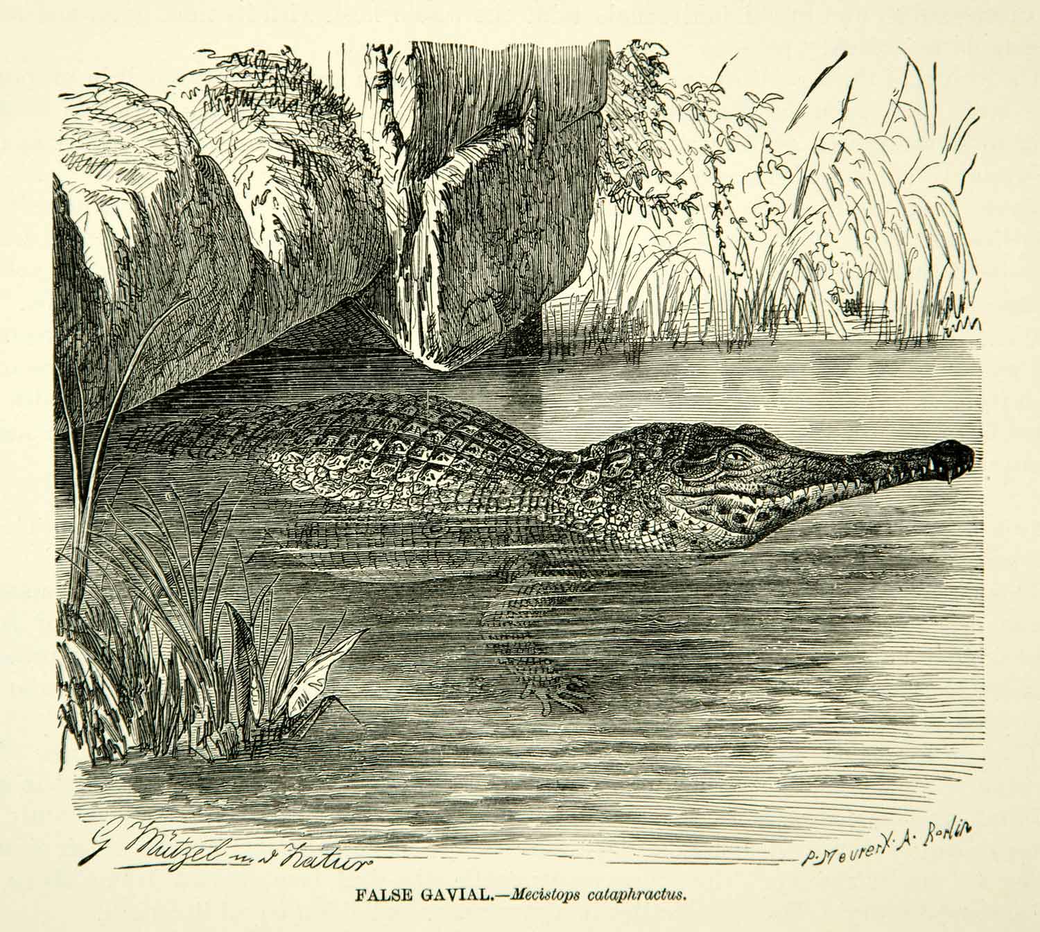 1885 Wood Engraving False Gharial Malayan Gavail Crocodile Animal Wildlife YLW1