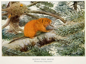 1918 Color Print Rufous Tree Mouse Rodent Animal Louis Agassiz Fuertes YNG2