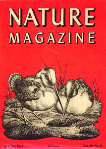 1947 Cover Lithograph Nature Magazine Woodcock Bird Art Frederic Sweney YNM5